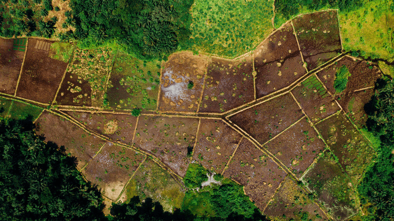 Aerial of farmland and trees