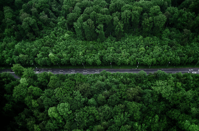 Surrounding forest