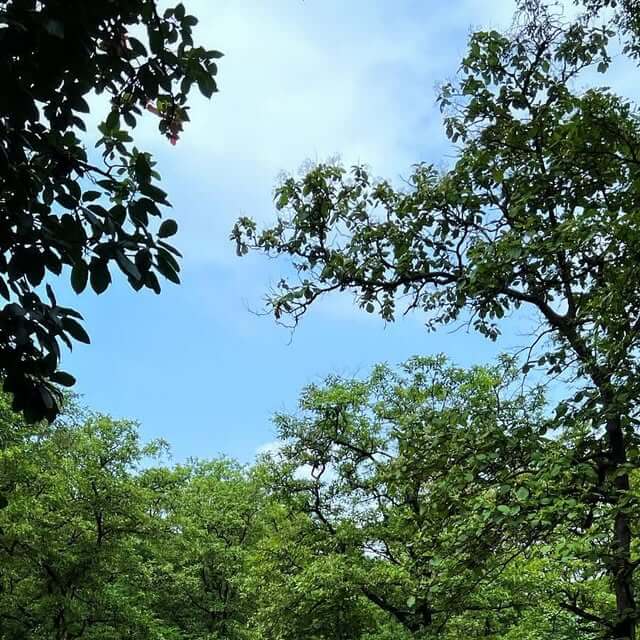Forest canopy