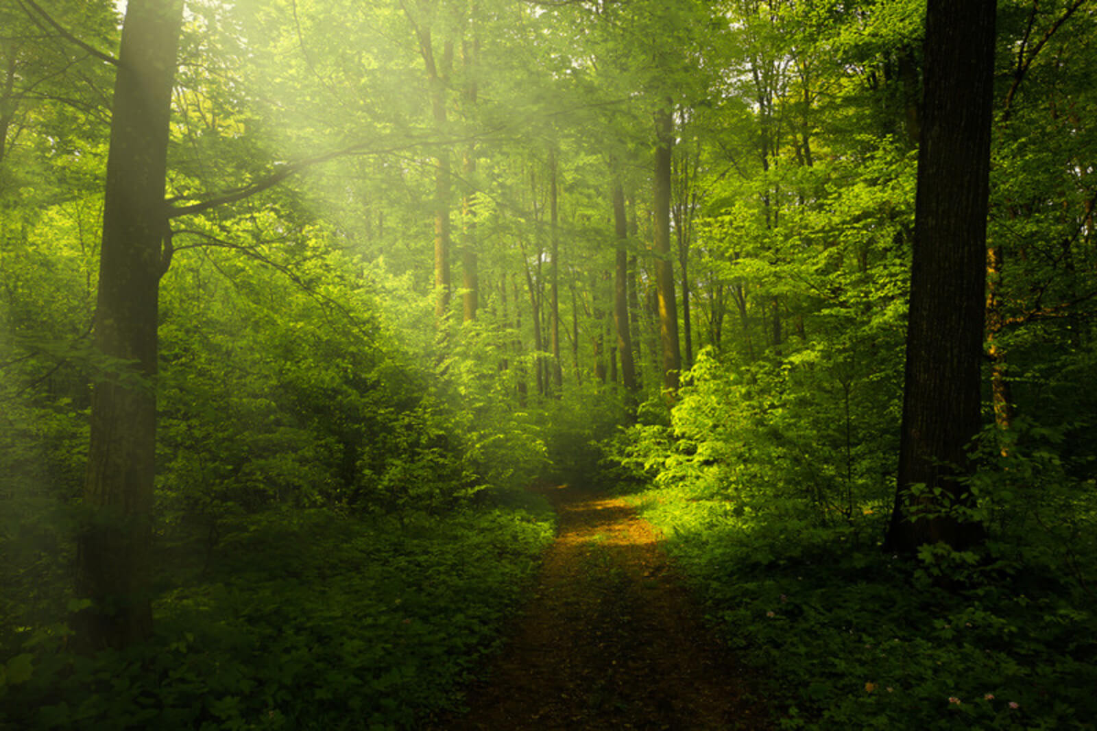 Wooded approach path