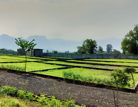 Open grass fields