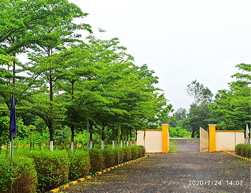 Roadside plantation